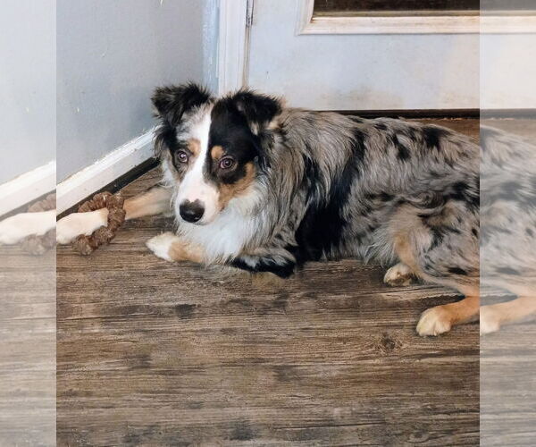 Medium Photo #2 Australian Shepherd Puppy For Sale in Fenton, MO, USA