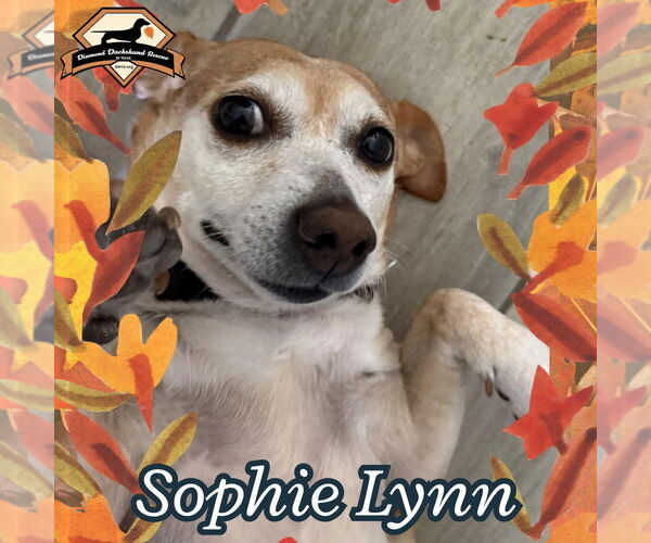 Medium Photo #7 Chiweenie Puppy For Sale in San Antonio, TX, USA