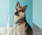 Small German Shepherd Dog