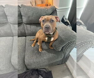 Mutt Dogs for adoption in Morganville, NJ, USA