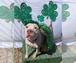Small #8 American Bulldog Mix