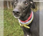 FORD COBRA JET - Male Greyhound Dog for Adoption - Small photo