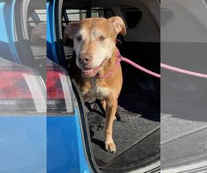 Mutt Dogs for adoption in Shelburne, VT, USA