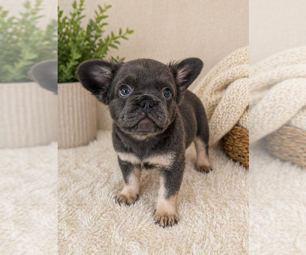 Medium Photo #6 French Bulldog Puppy For Sale in WOODBRIDGE, VA, USA