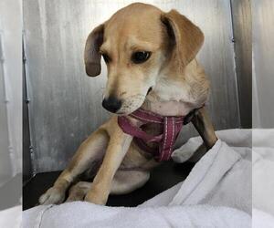 Mutt Dogs for adoption in San Antonio, TX, USA