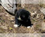 Small Photo #3 Karelian Bear Dog Puppy For Sale in ANACONDA, MT, USA