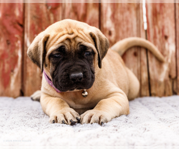 Medium Photo #38 Mastiff Puppy For Sale in WAKARUSA, IN, USA