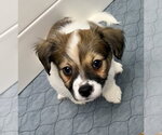 Small Photo #4 Mutt Puppy For Sale in Gilberts, IL, USA