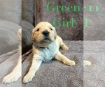 Puppy Green Golden Retriever