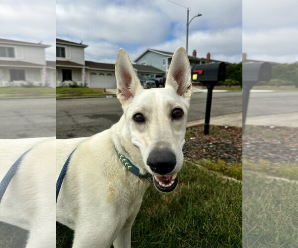Medium Photo #2 Labrador Retriever-white german shepherd Mix Puppy For Sale in Newport Beach, CA, USA
