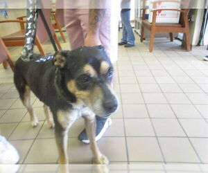 Rottweiler Dogs for adoption in Ocala, FL, USA