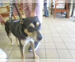 Small Rottweiler
