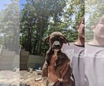 Small Photo #2 Mountain Cur Puppy For Sale in SPENCER, TN, USA