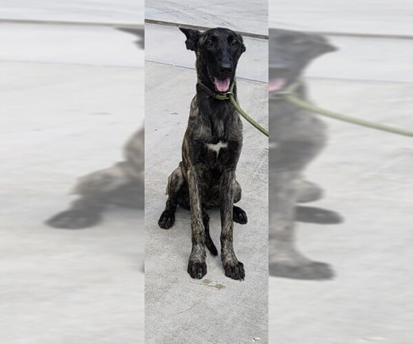 Medium Photo #1 Mutt Puppy For Sale in Fort Lauderdale, FL, USA