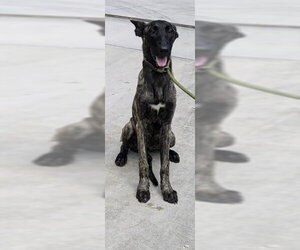 Mutt Dogs for adoption in Fort Lauderdale, FL, USA