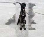 LARA - Female Mutt Dog for Adoption - Small photo