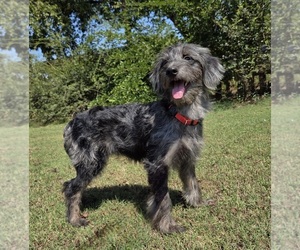Aussiedoodle Puppy for sale in WILLS POINT, TX, USA
