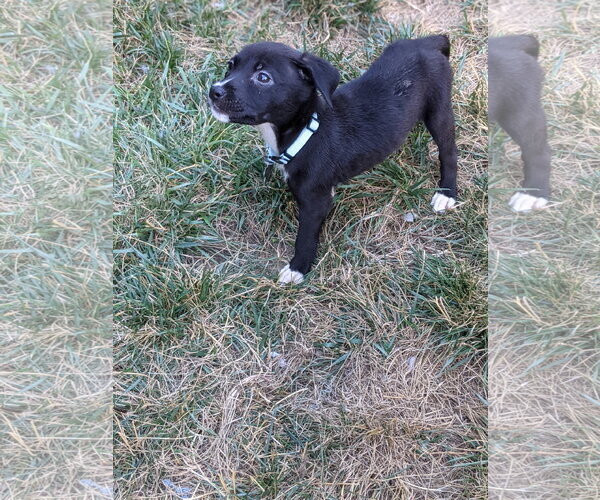 Medium Photo #8 American Staffordshire Terrier-Great Pyrenees Mix Puppy For Sale in Holly Springs, NC, USA