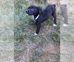 Lane - Female American Staffordshire Terrier-Great Pyrenees Mix Dog for Adoption - Photo #8