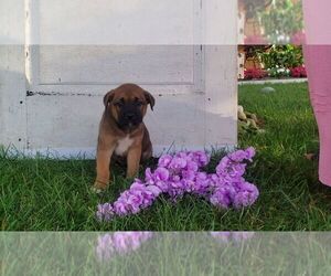 Boxita Puppy for sale in SUGARCREEK, OH, USA