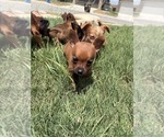 Small Photo #49 Chihuahua Puppy For Sale in SAN ANTONIO, TX, USA
