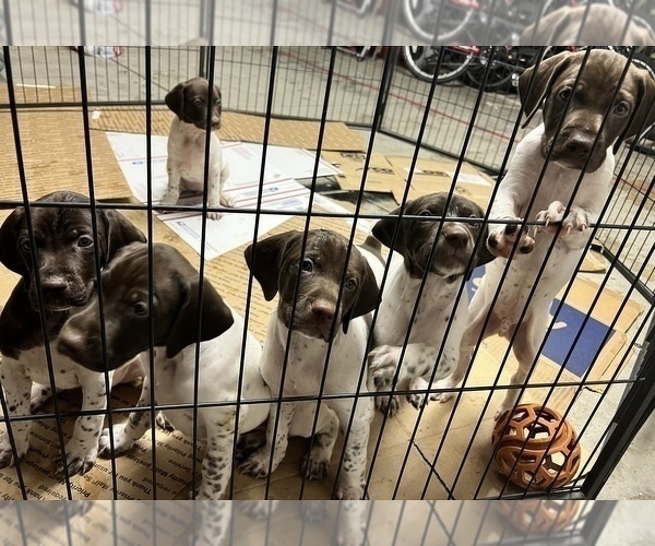 Medium Photo #3 German Shorthaired Pointer Puppy For Sale in UPLAND, CA, USA