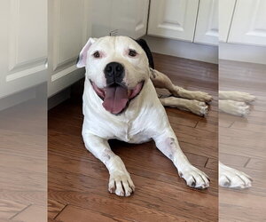 Duke - Male American Staffordshire Terrier-Unknown Mix Dog for Adoption - Photo #4