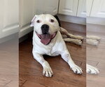Small #3 American Staffordshire Terrier Mix