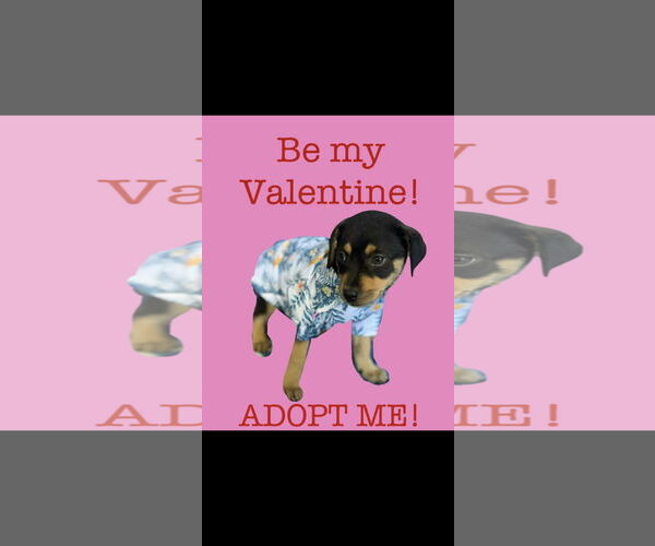 Medium Photo #5 Rottweiler-Unknown Mix Puppy For Sale in NYC, NY, USA