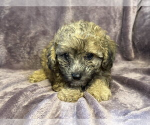 Poodle (Miniature)-Unknown Mix Dogs for adoption in Pacolet, SC, USA