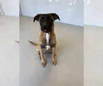 Small #7 Mutt