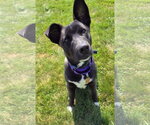 Small #6 Siberian Husky Mix