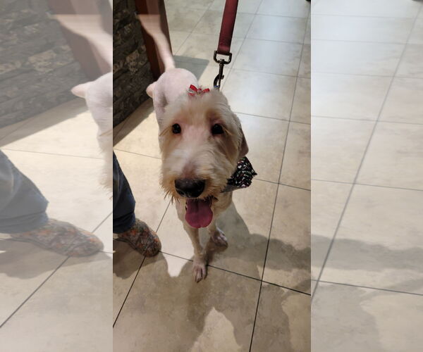 Medium Photo #4 Labradoodle Puppy For Sale in The Woodlands, TX, USA