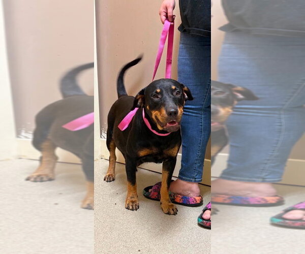Medium Photo #1 Rottweiler Puppy For Sale in Walnutport, PA, USA
