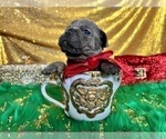 Small Photo #70 French Bulldog Puppy For Sale in HAYWARD, CA, USA