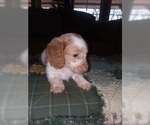 Small Photo #6 Dachshund Puppy For Sale in HAMILTON, MO, USA