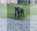 Small #1 Labrador Retriever Mix