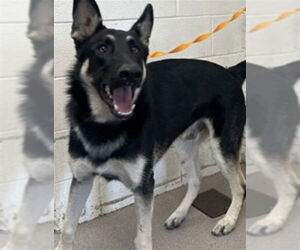 German Shepherd Dog Dogs for adoption in San Bernardino, CA, USA