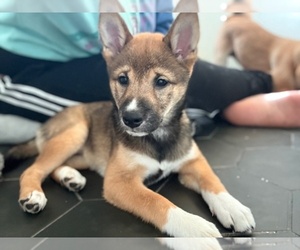Shiba Inu Puppy for sale in HARRISONBURG, VA, USA