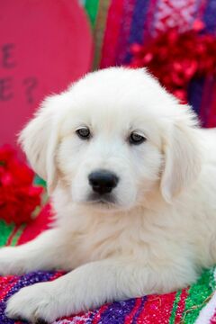 Medium Photo #4 English Cream Golden Retriever Puppy For Sale in PLYMOUTH, OH, USA