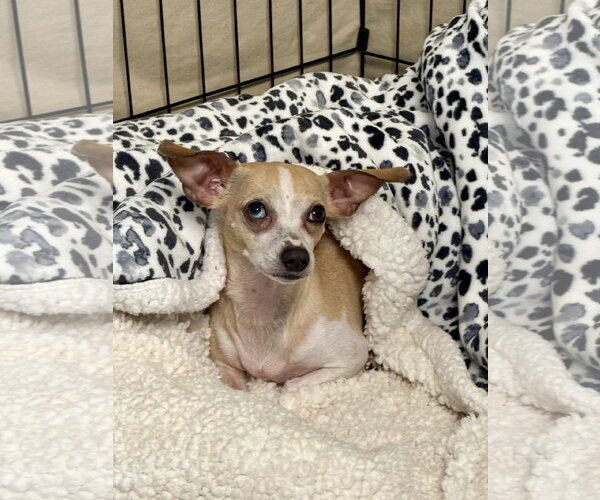 Medium Photo #1 Chiweenie Puppy For Sale in Texarkana, TX, USA