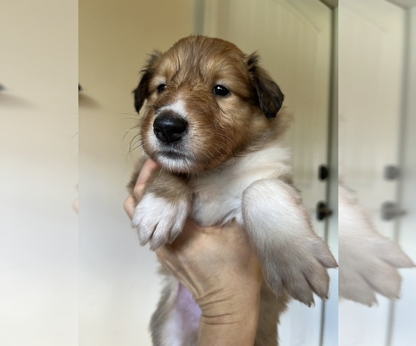 Medium Photo #1 Collie Puppy For Sale in BROADWAY, VA, USA