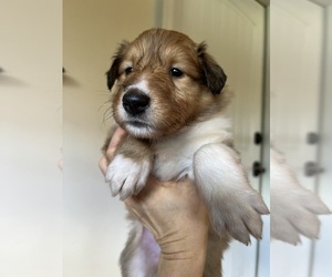 Collie Puppy for Sale in BROADWAY, Virginia USA