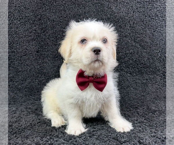 Medium Photo #4 Mutt Puppy For Sale in Grafton, WI, USA