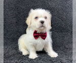 Small #3 Mutt
