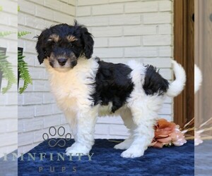 Bernedoodle (Miniature) Puppy for sale in NARVON, PA, USA