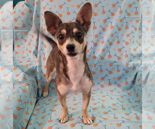 Medium Photo #2 Chihuahua-Unknown Mix Puppy For Sale in FAIRLAWN, OH, USA
