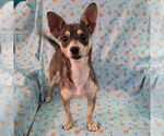 Small #1 Chihuahua Mix