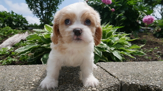 Cava-Tzu Puppy for sale in CUYAHOGA FALLS, OH, USA