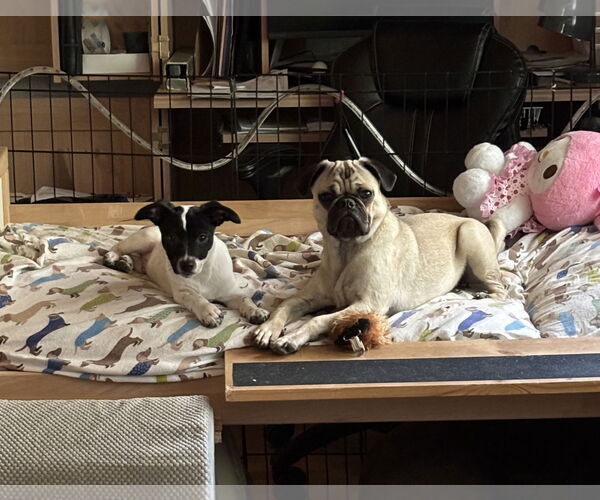 Medium Photo #3 Jack Russell Terrier-Unknown Mix Puppy For Sale in Davis, CA, USA
